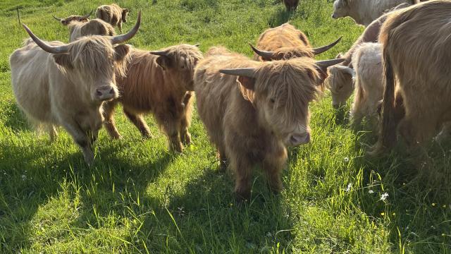 Angebote: - Hochlandrinder - Highland Cattle - Königsee