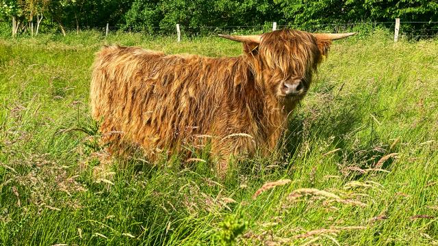 Angebote: - Typvolle Highland Cattle Bio/Herdbuch Färse - Highland Cattle - Wolfhagen