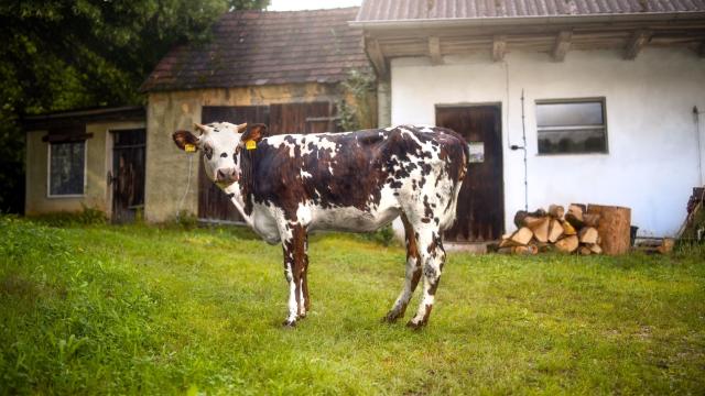 Angebote: - Normannen Rind - Sonstige - Illschwang