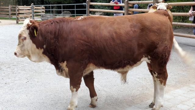 Angebote: - Hinterwälder Bullenkalb aus Herdbuchzucht - Hinterwälder - Gelsenkirchen