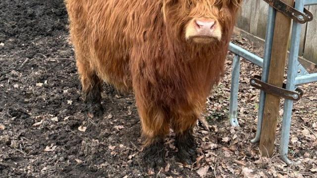 Angebote: - Highland cattle hochlandrind absetzer weiblich - Highland Cattle - Celle