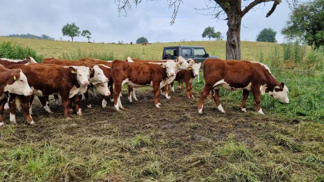 Angebote: - 10 ca. 1-jährige Hereford-Färsen aus Biobetrieb - Hereford - Wallmerod