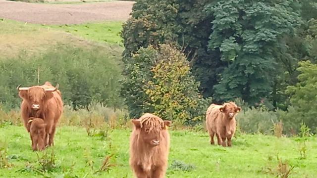 Angebote: - Hochlandrind Highland Cattle - Highland Cattle - Leutenberg
