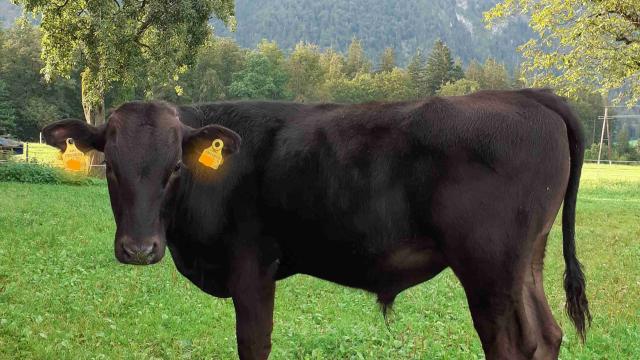 Angebote: - Wagyu Jungbulle 100% FB - Wagyu - Breitenbach am Inn