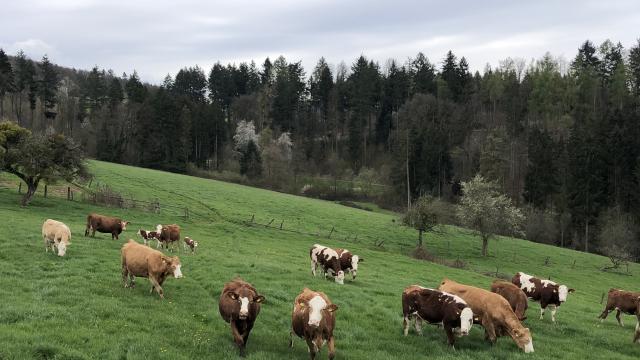 Angebote: - Bio Rinder zu verkaufen - Fleckvieh - Bessenbach
