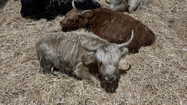 Angebote: - Schottische Hochlandrinder - Highland Cattle - Weil der Stadt