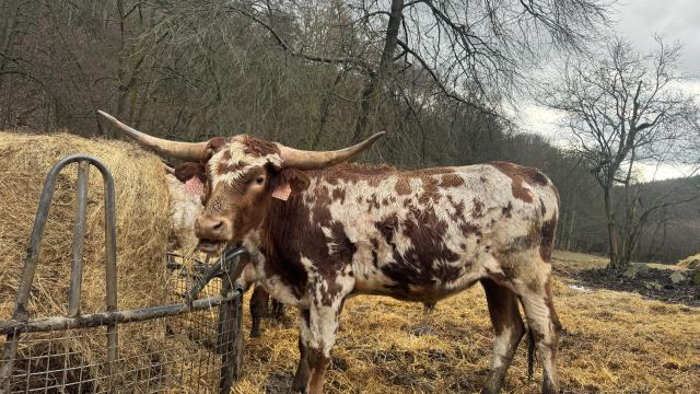Angebote: - Texas longhorn bull - Texas Longhorn - Perštejn