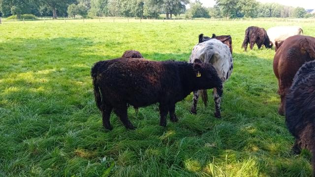 Angebote: - Männlichen Galloway Absetzer , Bullenabsetzer - Galloway - Bramsche