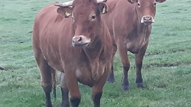 Angebote: - Schlachtreife Limousin-Färsen mit Bio-Zertifikat - Limousin - Edewecht