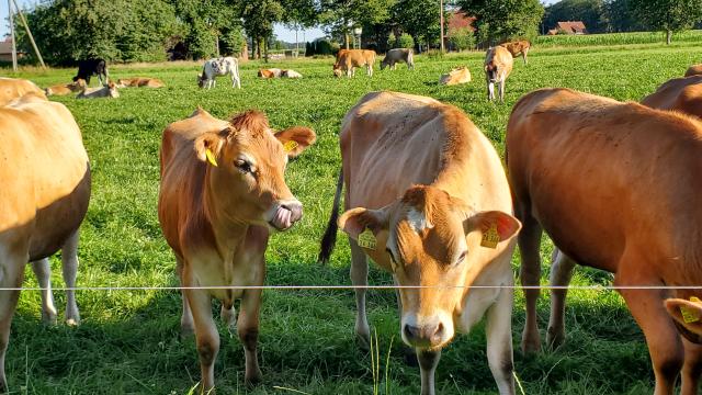 Angebote: - Jersey Fresser und Mutterkälber zu verkaufen - Jersey - Herzebrock-Clarholz