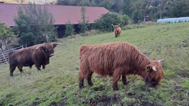 Angebote: - Highlandrind w - Highland Cattle - Brannenburg