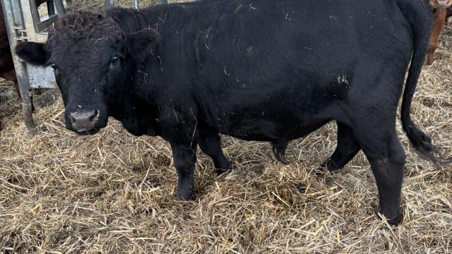 Angebote: - Dexterbullen - Dexter - Grosslangheim