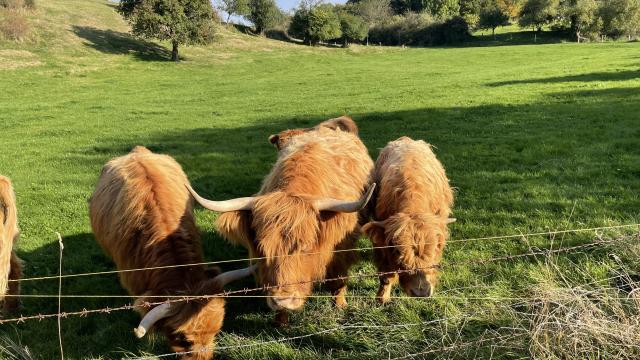 Angebote: - Highland Absetzer - Highland Cattle - Bad Wünnenberg