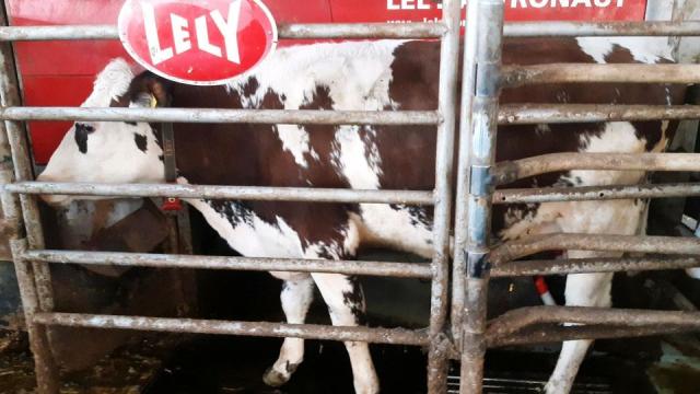 Angebote: - Kuh sbt x fl xfm färse Rind 32 kg milch - Kreuzung Fleischrind x Milchrind (XFM 98) - Lippetal
