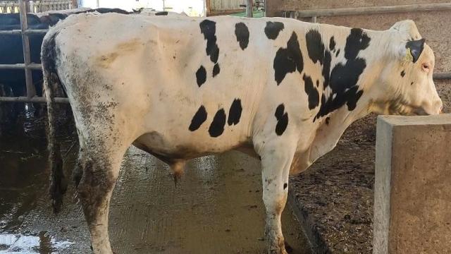 Angebote: - Deckbulle Holstein genetisch hornlos Bio top Mutterleistung - Schwarzbunt - Schlier