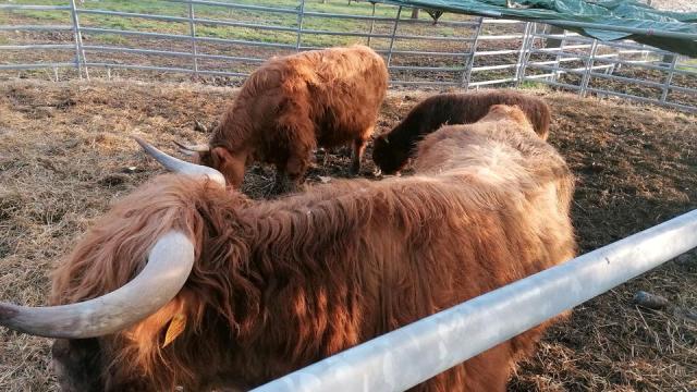 Angebote: - Highland cattle - Highland Cattle - Krostitz