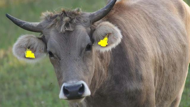 Angebote: - schöne BIO Rinder, weiblich Braunvieh sehr zutraulich - Braunvieh - Wangen im Allgäu