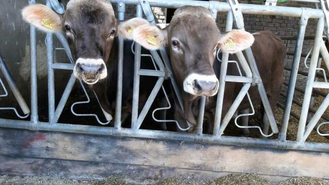 Angebote: - Braunvieh Deckbullen aus ausgezeichneter Kuhfamilie zu verkaufen - Braunvieh - Oberstdorf