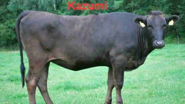 Angebote: - Fullbloodwagyu Embryonen - Wagyu - Grauel