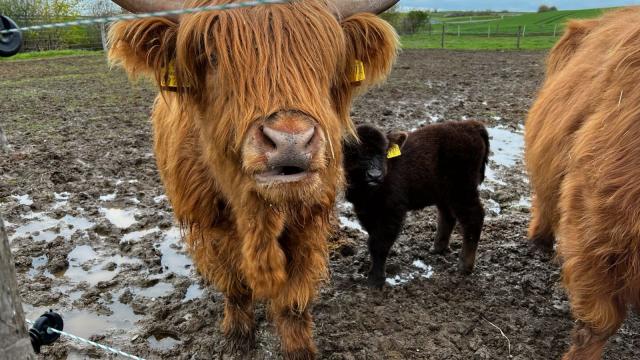 Angebote: - Highland Cattle Herde (7stk) - Highland Cattle - Irrhausen