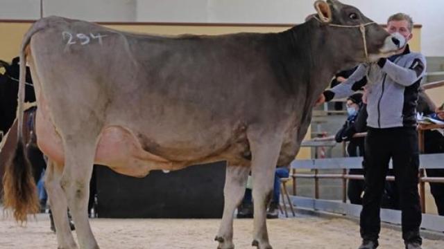 Angebote: - Braunvieh Brown Swiss Stier zu verkaufen - Braunvieh - Oberstdorf