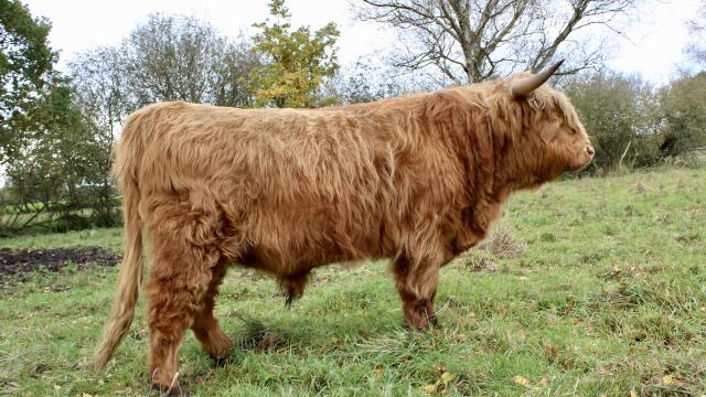 Angebote: - Gekörter Highland Cattle Bulle 9/7/8 - Highland Cattle - Gardelegen