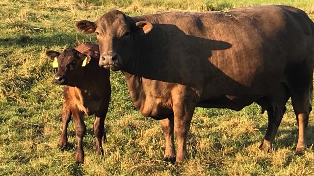 Angebote: - Angus Mutterkühe mit Kalb - Angus - Leibertingen