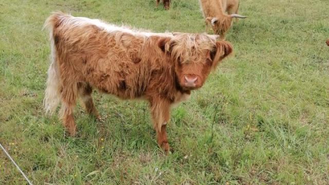 Angebote: - Highlighnd Kuh - Highland Cattle - Limbach-Oberfrohna