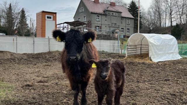 Angebote: - Galloway Kuh mit Bullenkalb - Galloway - Obercunnersdorf
