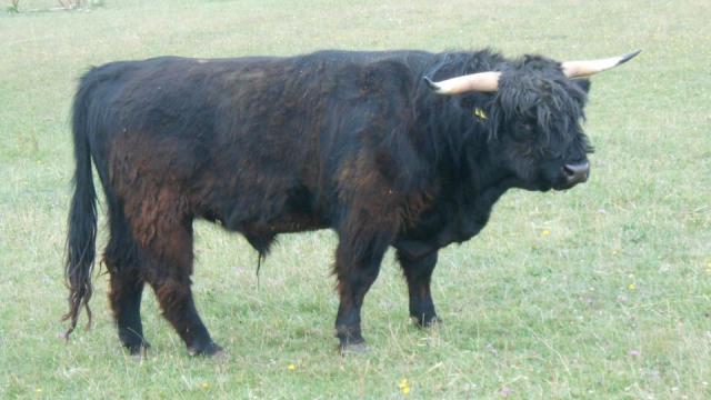 Angebote: - Highland Jungbulle - Highland Cattle - Biebern