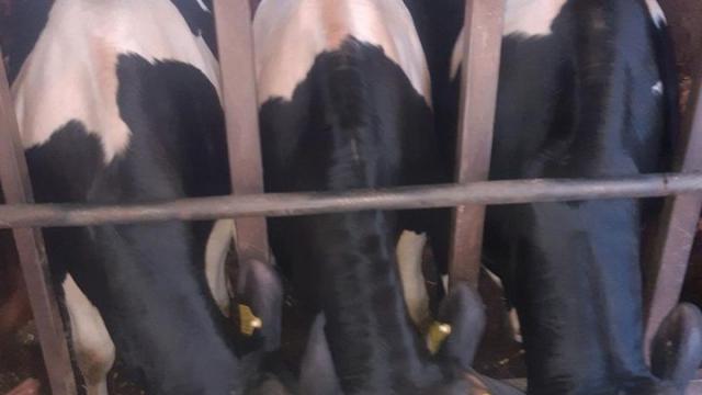 Angebote: - Bulle, Deckbulle, Holstein hornlos, schwarzbunt zu verkaufen - Schwarzbunt - Kall