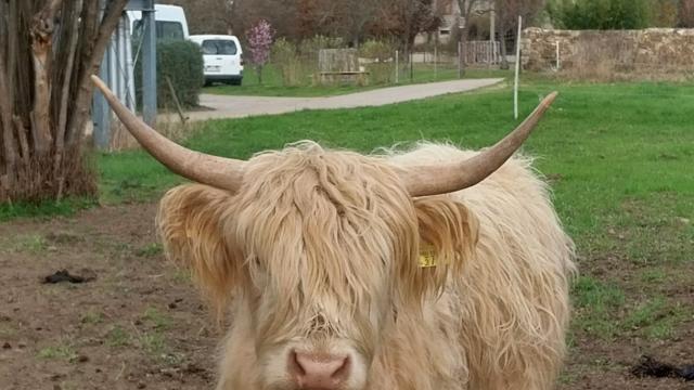 Angebote: - Highland Absetzer und Färse zu verkaufen - Highland Cattle - Hirschstein