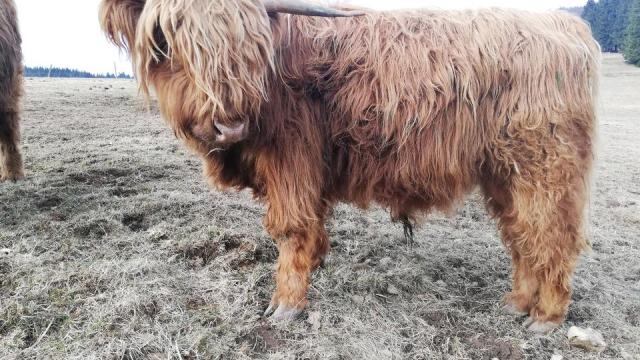 Angebote: - Highland Bulle Schottisches Hochlandrind - Highland Cattle - Herrischried