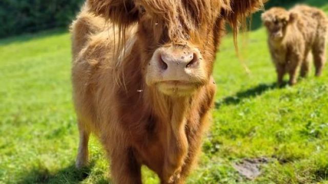 Angebote: - schottische Hochlandrinder zu verkaufen - Highland Cattle - Oberstaufen
