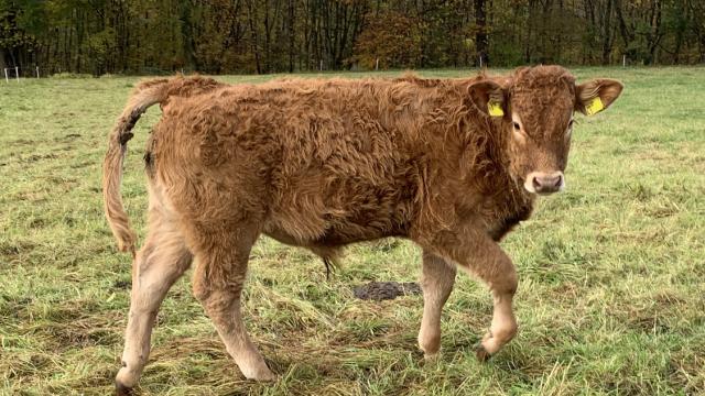 Angebote: - Jungbulle Bio Bulle Deckbulle Limousin - Limousin - Neustadt
