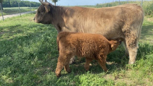 Angebote: - Highland Cattle Herde - Highland Cattle - Mundelsheim