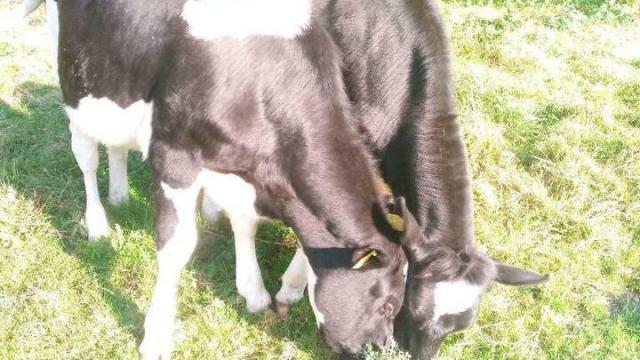 Angebote: - Holsteiner Rinder ein Jahr alt, Vater Hotspot - Schwarzbunt - Rüthen