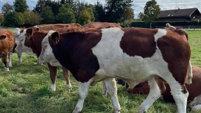 Angebote: - genetisch hornlose Fleickvieh Fleischbullen - Fleckvieh Fleischnutzung - Seeshaupt