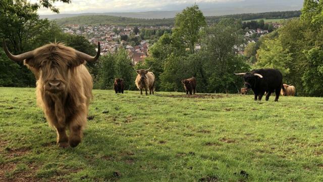 Angebote: - Highlandkuh mit Bullenkalb - Highland Cattle - Bechhofen