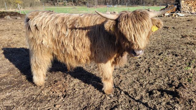 Angebote: - Highland Bulle Juri - Highland Cattle - Straupitz