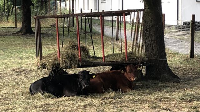 Angebote: - Dexter Bullenkalb (dunkelbraun) und Kuhkalb (braun) (behörnt) - Dexter - Annahütte